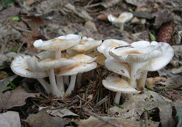 I funghi della foresta di Thann